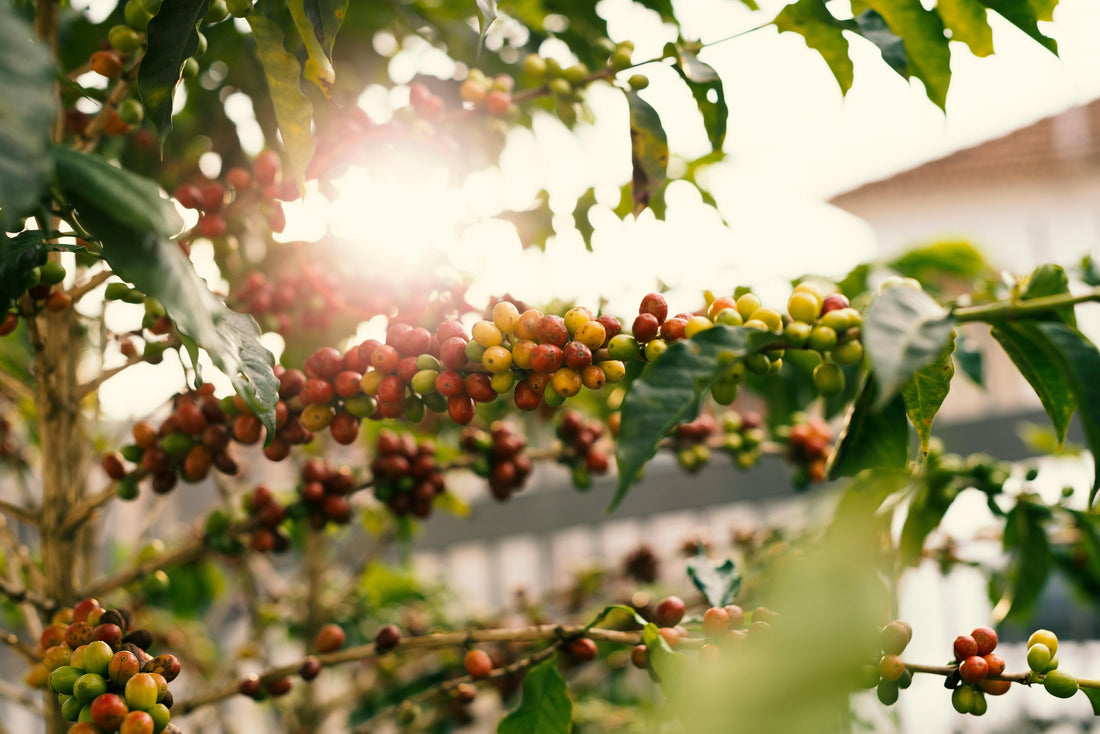 We Are Dirt: How God Plants Seeds in Us to Bear Fruit