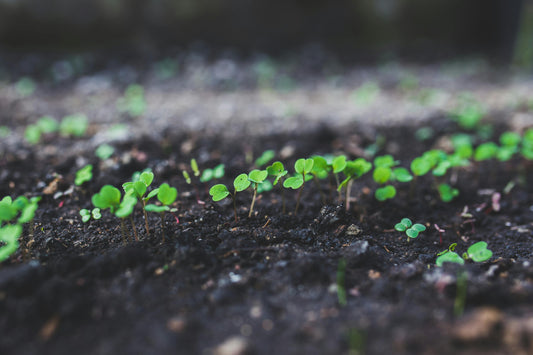 How God Grows Our Faith Like Seeds in Soil