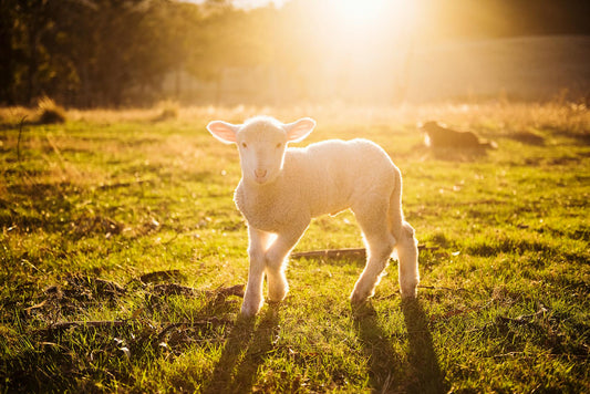 Why Jesus Had to Die: The Connection to Old Testament Sacrifices